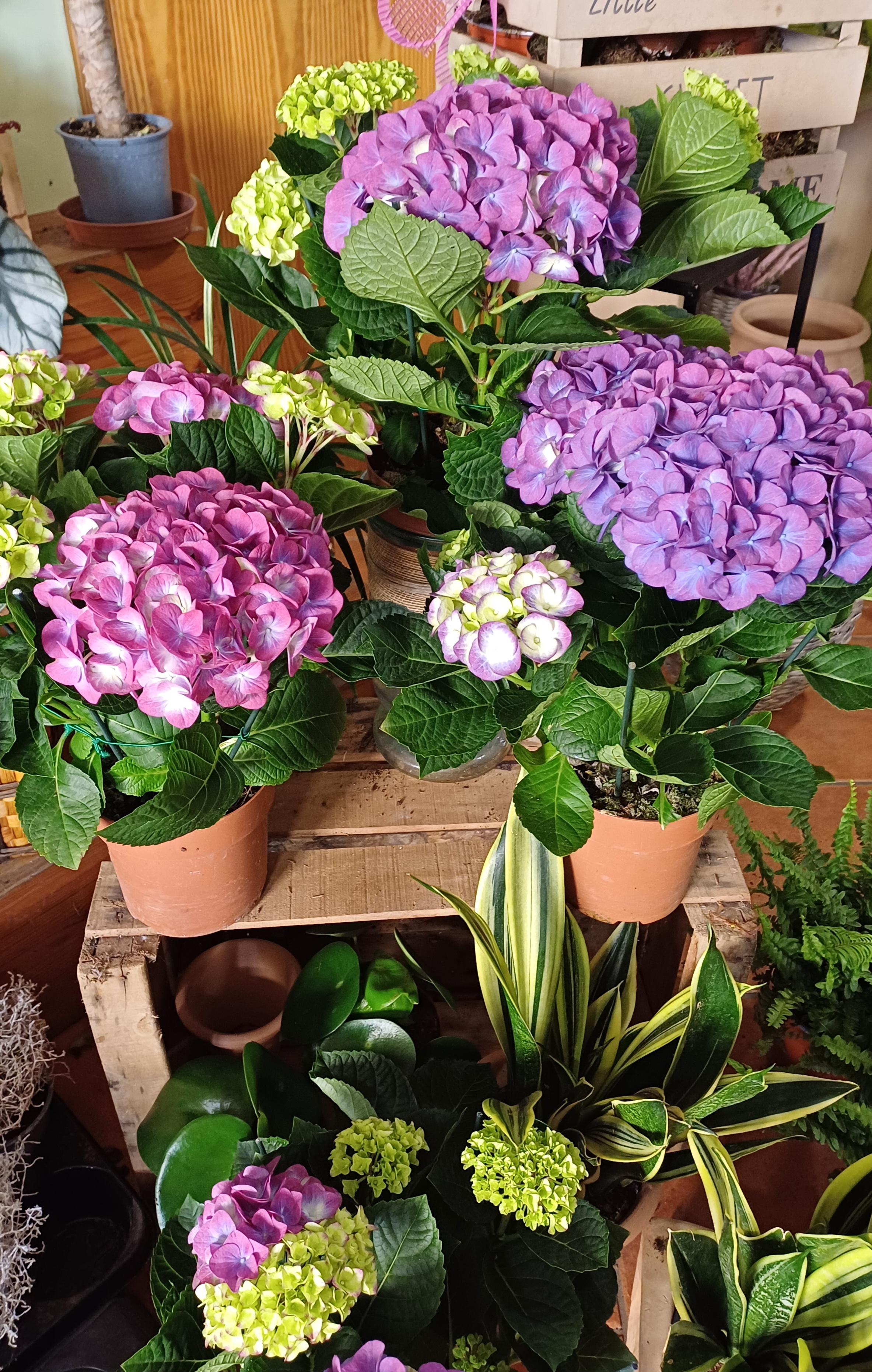 Floristeria Es Roseret